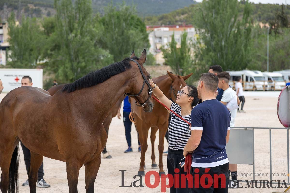 Control veterinario de los Caballos del Vino en Caravaca