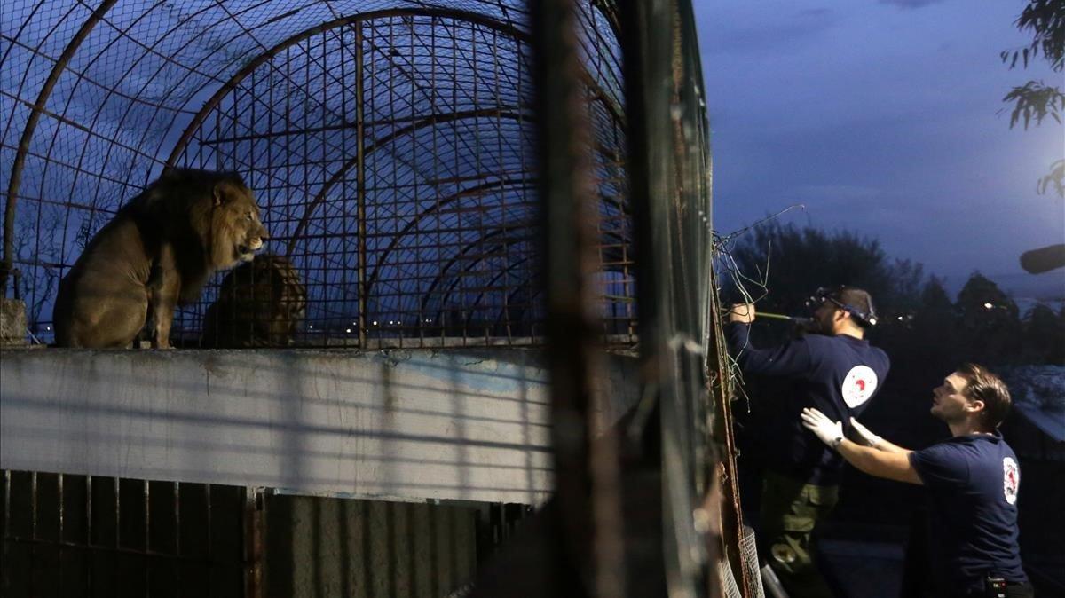 Activistas de la protección de animales disparan sedante a un león en el zoológico local en Fier, Albania.