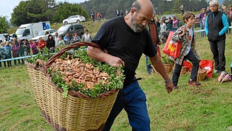 Alfred Prados amb el seu botí de 43,6 quilos de rovellons que va haver de portar a pesar tot sol i sense que la cistella toqués a terra, com indica el reglament del concurs, ahir