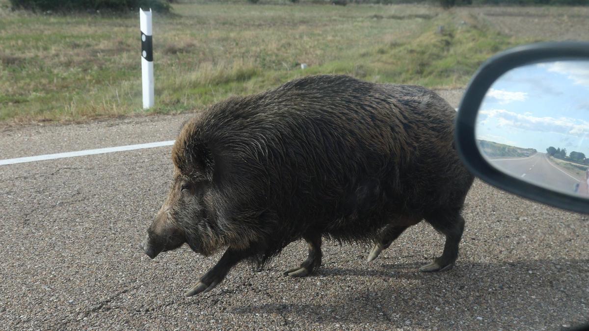 Un jabalí camino por una carretera de la provincia de Zamora.
