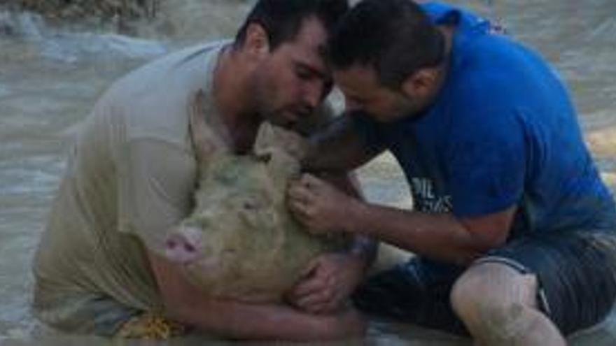 Dos hombres junto a un cerdo en el barro, en un festejo de años anteriores.