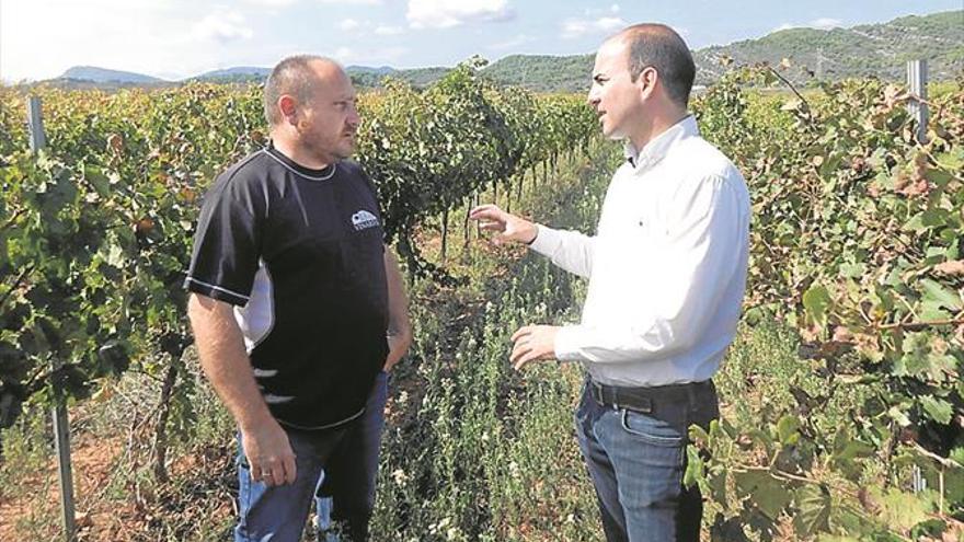 Los vinos de Castellón ganan calidad pero baja la cosecha