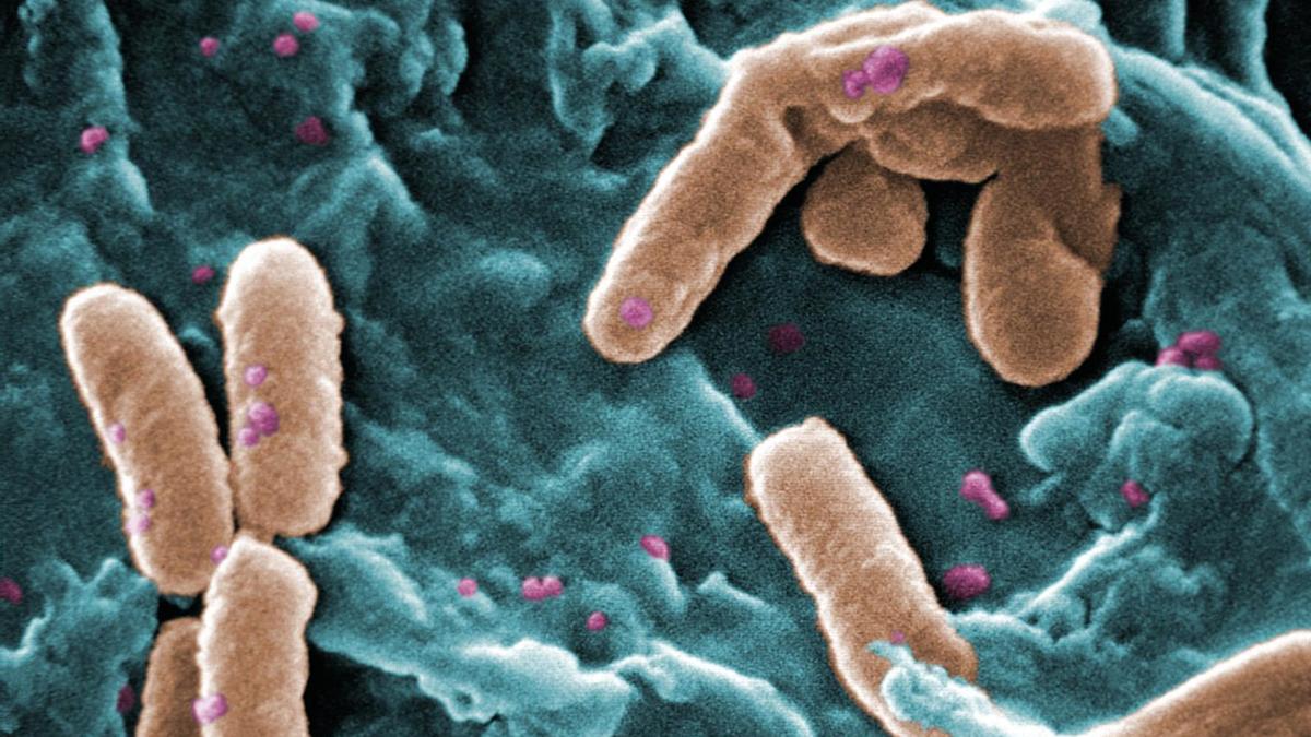 micrografía electrónica de barrido (SEM) de varias bacterias Pseudomonas aeruginosa