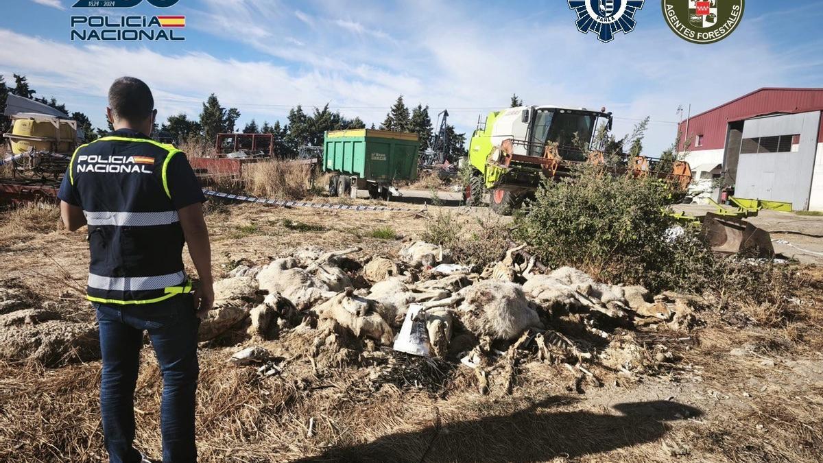 Decenas de ovejas muertas en una explotación ganadera de Parla.