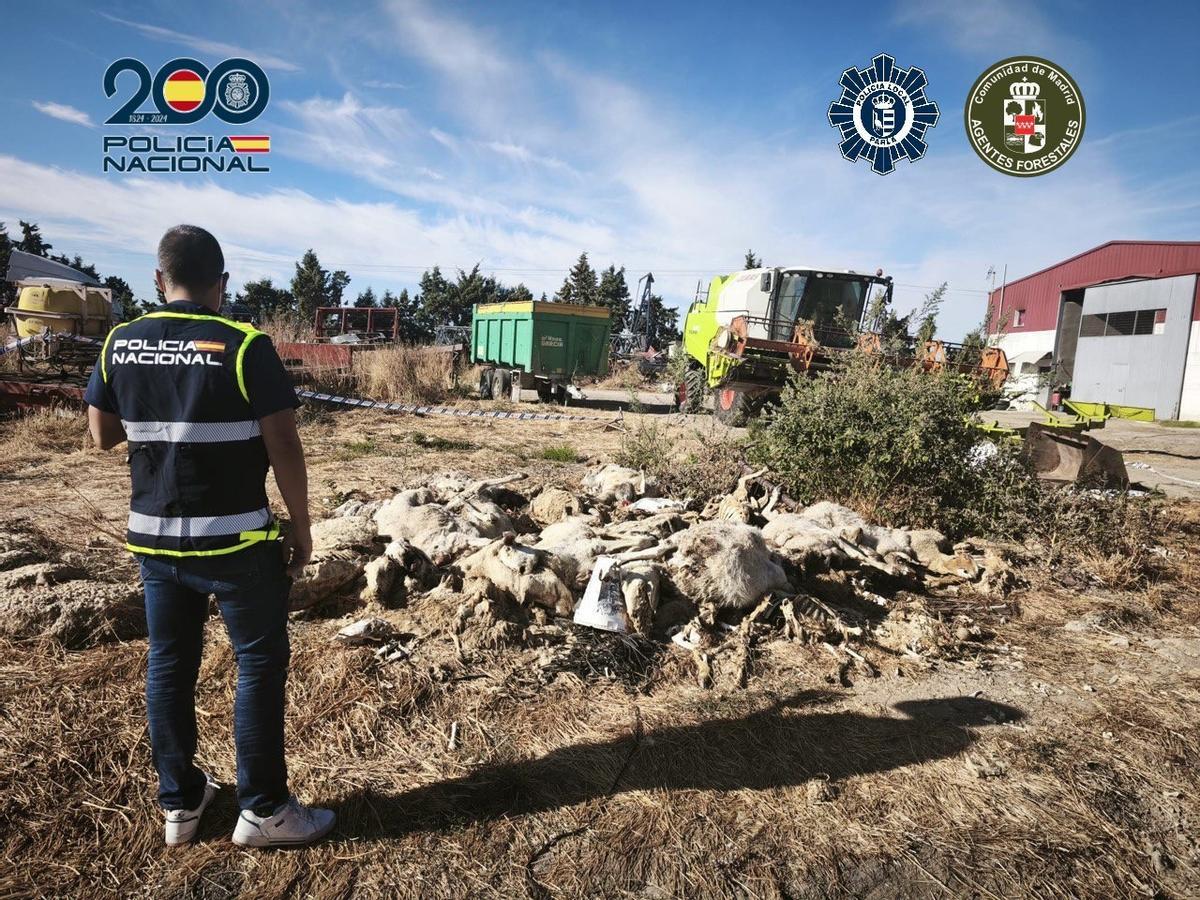 Decenas de ovejas muertas en una explotación ganadera de Parla.