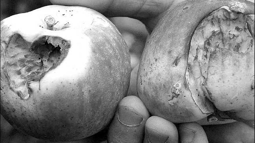 Un productor de Rabanales muestras las manzanas afectadas por los pájaros