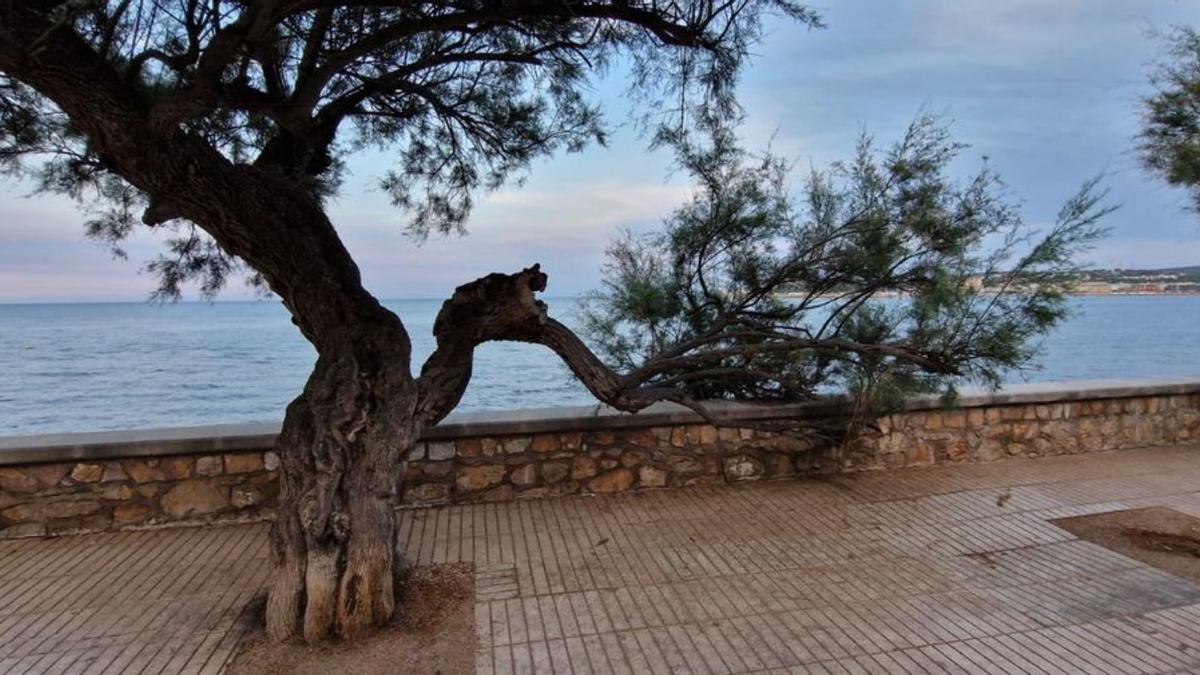 Preocupació per un arbre amb branques trencades | BASILI GIRONÈS