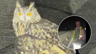 El gesto de Lolo De Juan con un "gran duque" herido en plena carretera
