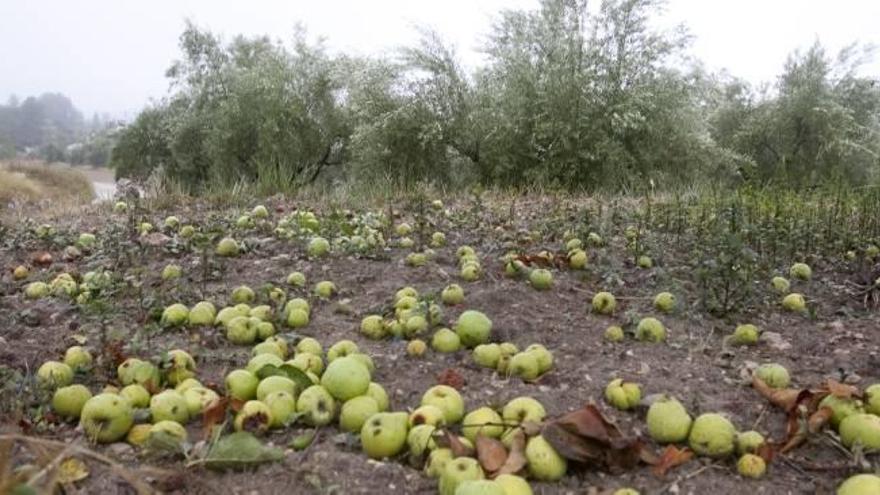 El pedrisco ha dañado ya 17.000 hectáreas de cultivos desde mayo