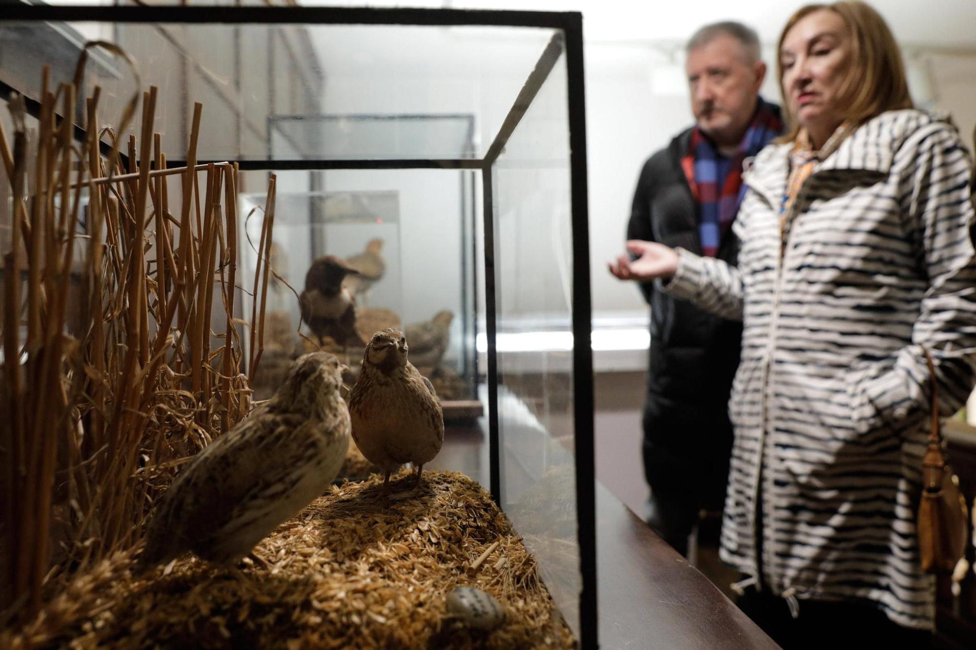Inauguración exposició "Aves y paisajes" en el Museo Evaristo Valle