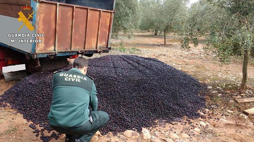 Detenido por la compra de más de 100 toneladas de aceituna robada