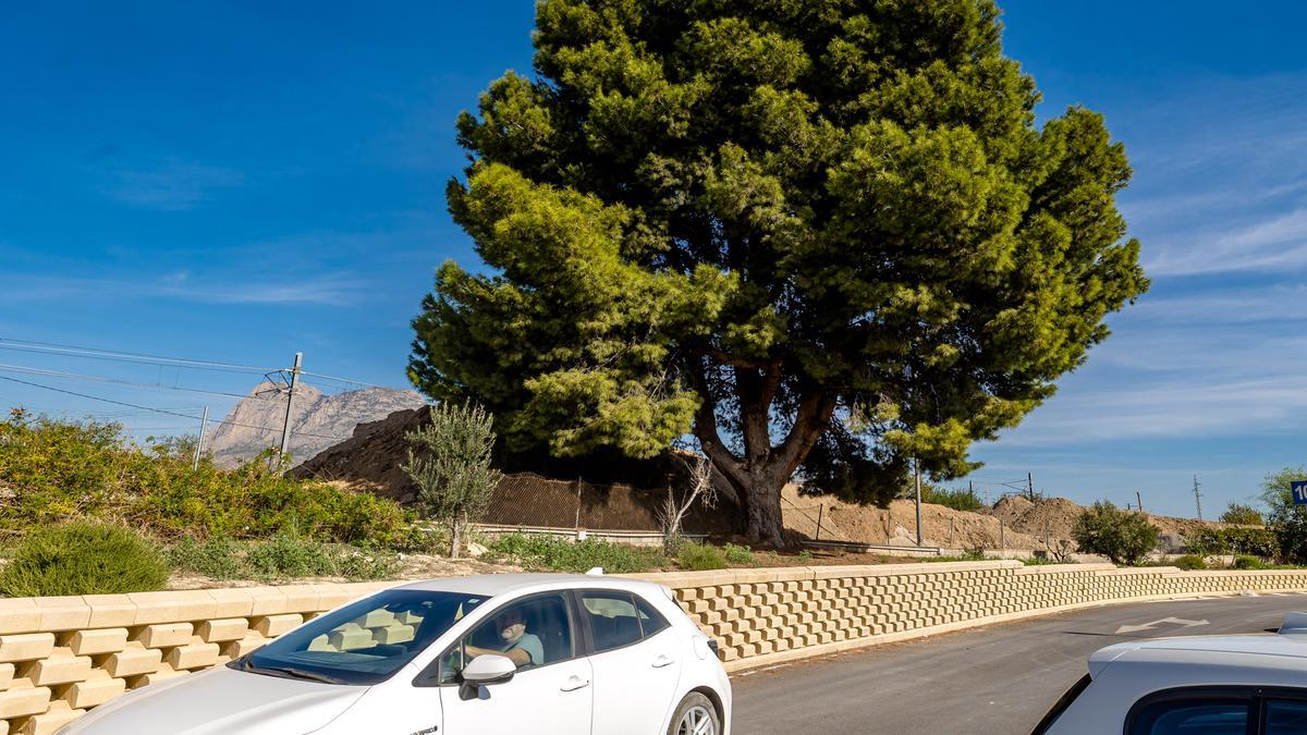 El árbol que está previsto que talen con el proyecto del hospital de La Vila.