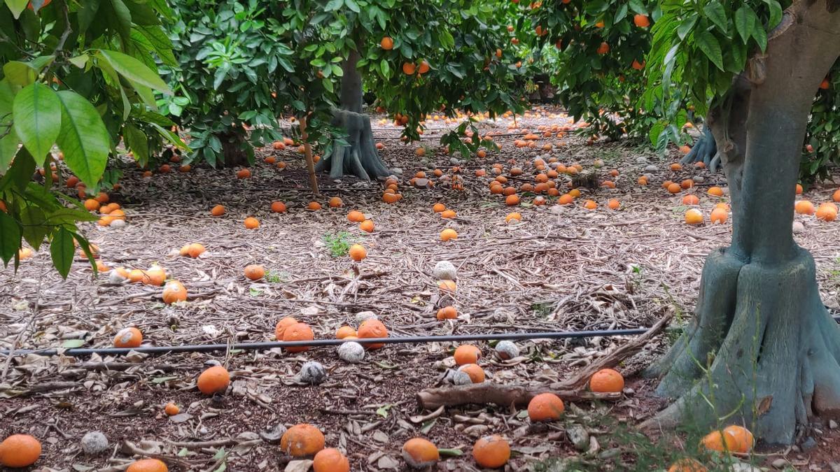 Mandarinas tardía en el suelo tras el temporal