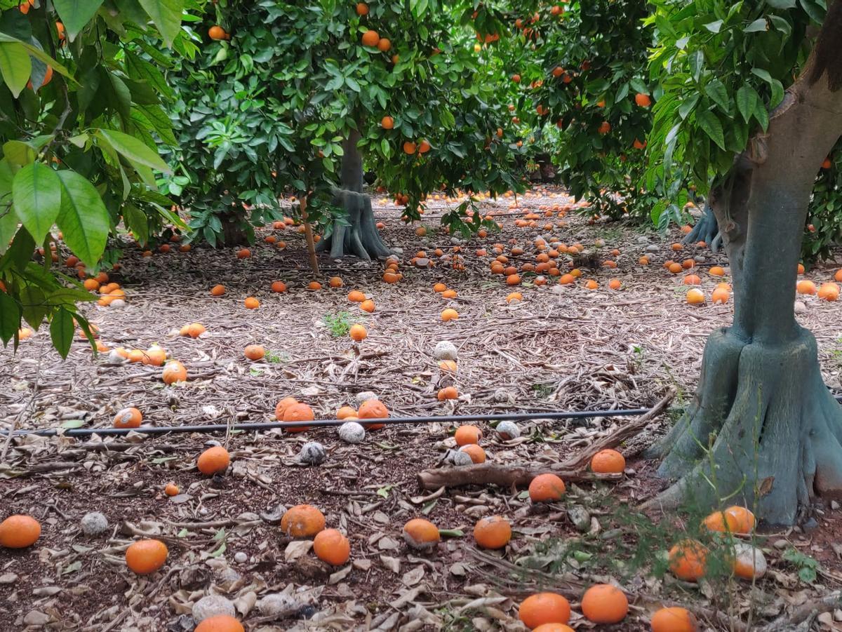 Mandarinas tardía en el suelo tras el temporal