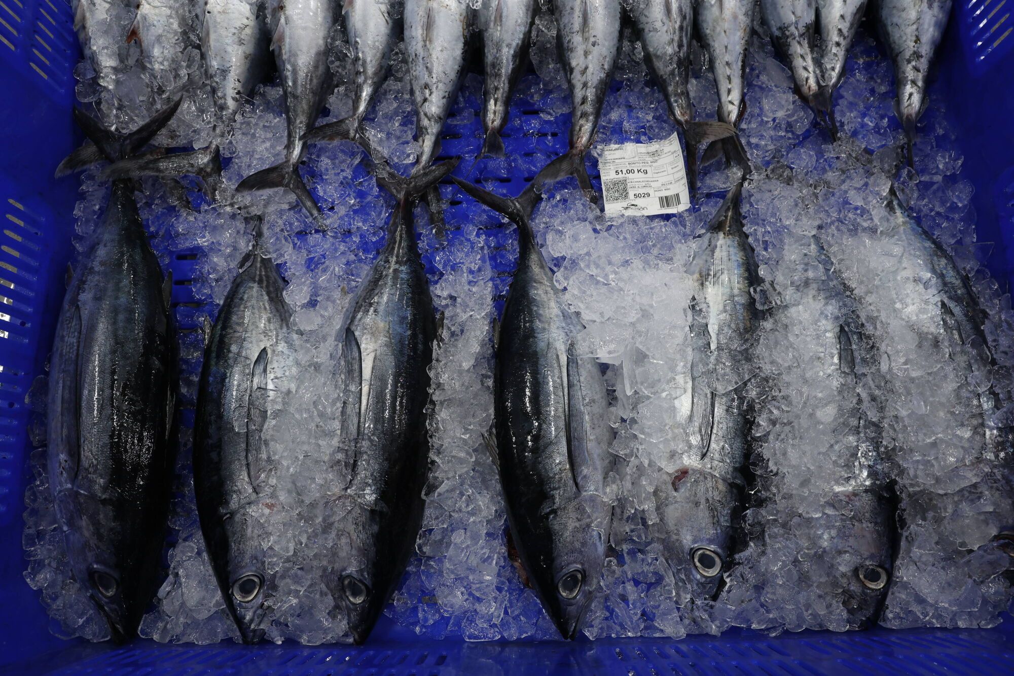 EN IMÁGENES: La campaña de bonito arranca en la lonja de Gijón con una descarga de 2.800 kilos: "El pescado está cambiando las rutinas"