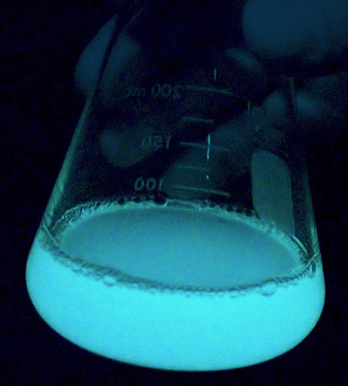 Un tipo de bacterias que emiten luz parecen ser las responsables del fenómeno