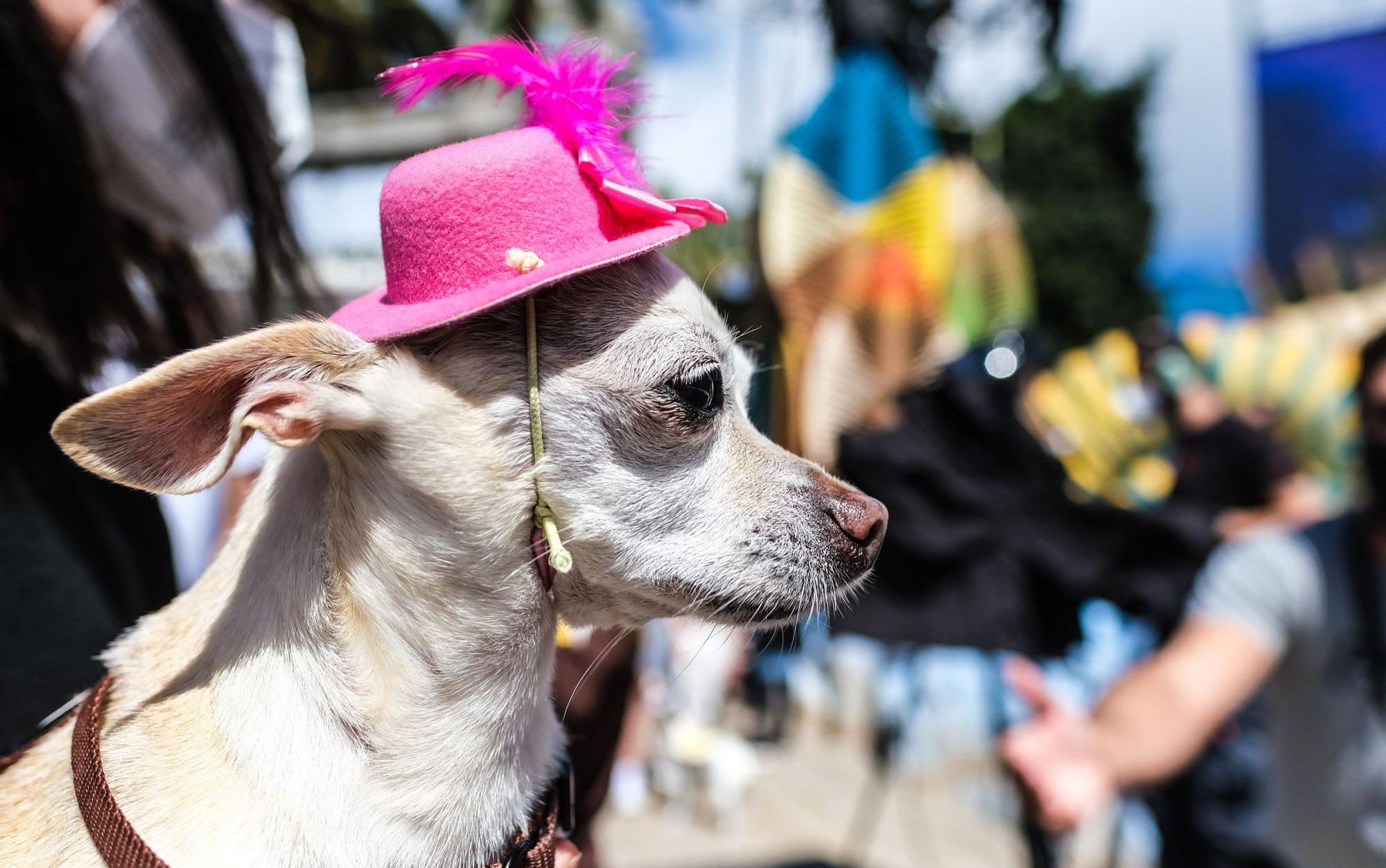Carnaval Canino de Las Palmas 2022