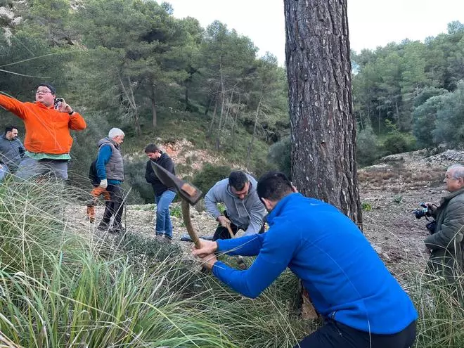 Las imágenes de la tala del Pi de Sant Antoni en Ternelles