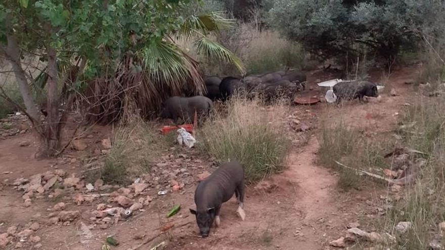 Una piara de más de 20 cerdos vietnamitas en Castelló