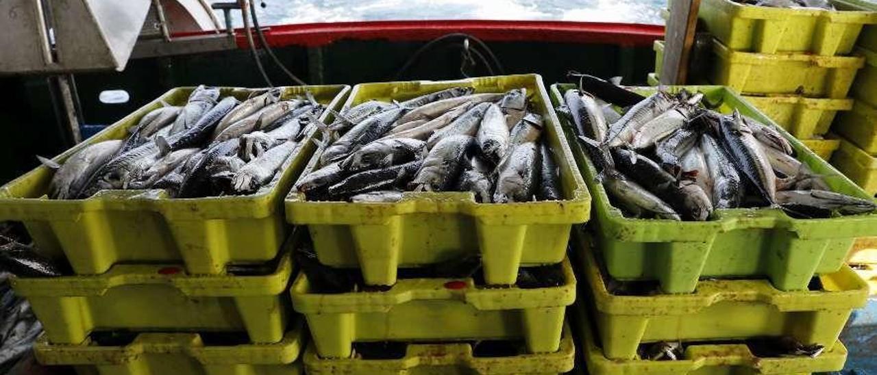 Cajas de xarda recién pescada a bordo del barco &quot;Nuevo Padre&quot;.