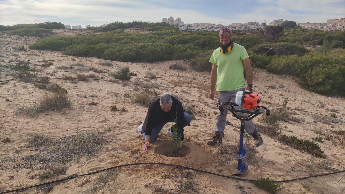 Trabajos de plantación en el Paraje Natural del Molino del Agua de Torrevieja.