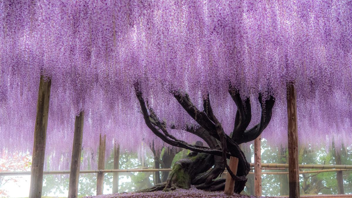 Wisteria Tunel, el impresionante pasadizo de flores de Japón