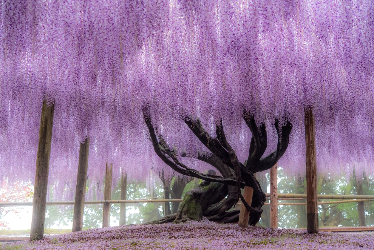 Wisteria Tunel, un paraíso escondido