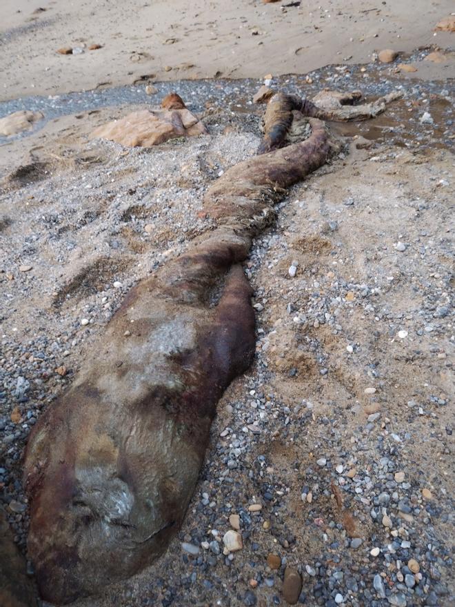 Aparece una especie sin identificar varada en la playa de Santa Cruz