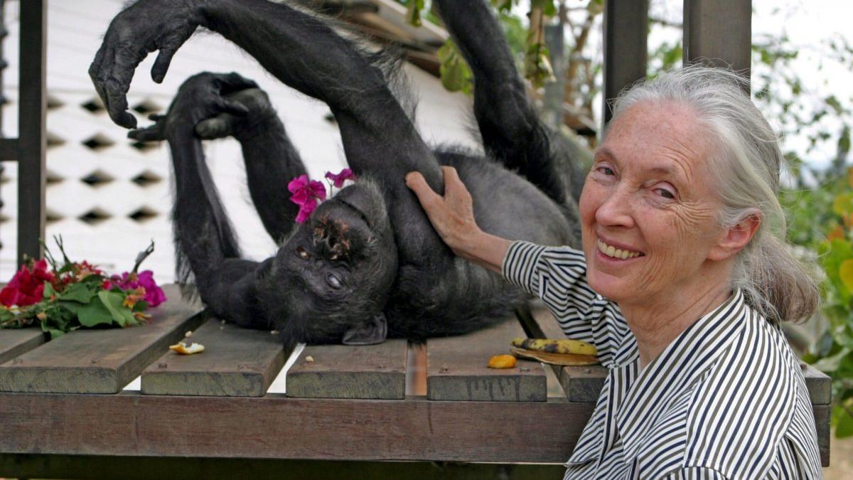 Goodall, con un chimpancé