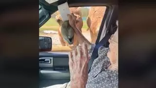 ¡No te lo puedes perder! La pelea entre una abuela y un camello que ya se ha hecho viral