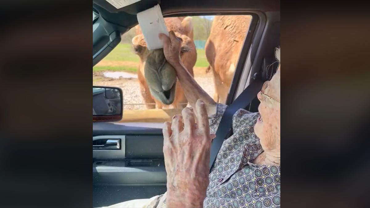 ¡No te lo puedes perder! La pelea entre una abuela y un camello que ya se ha hecho viral
