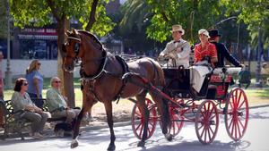 El caballo luce en Córdoba en el Concurso de Atalaje.