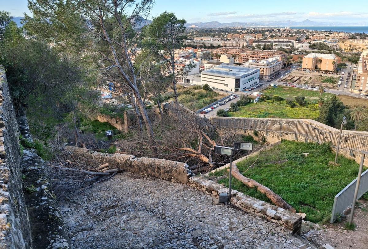 La tala prosigue en el flanco de la Vila Vella