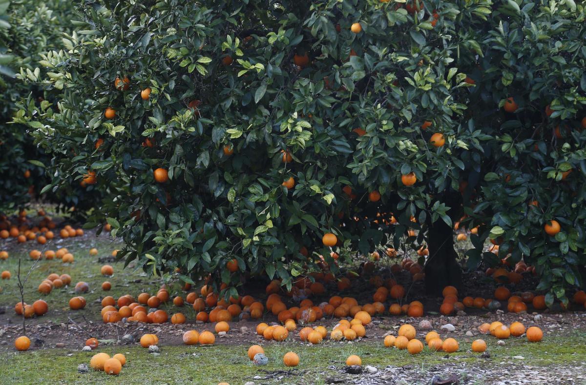 Naranbjas en el suelo en una finca de Castellón.