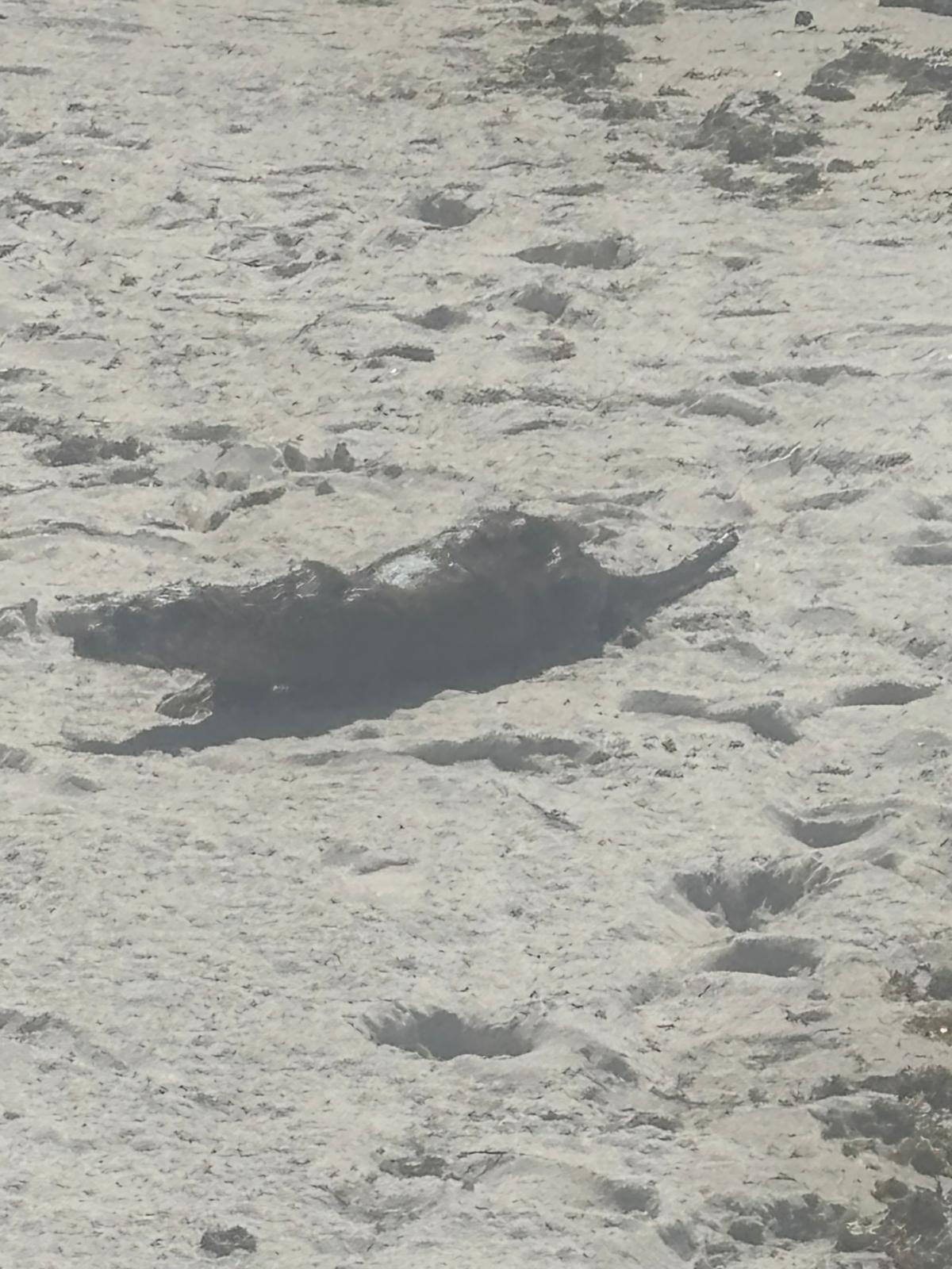 Una nutria, de bañista en las playas de Coruxo