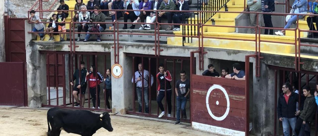 Vaquillas en Orpesa organizadas por Ciudadanos