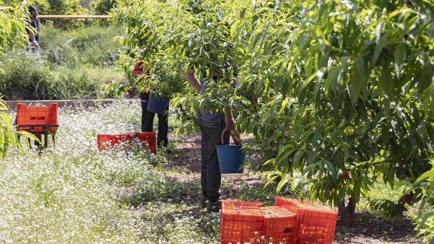 AVA-ASAJA pide ayudas para los agricultores del Marquesat que no pueden regar la fruta de hueso