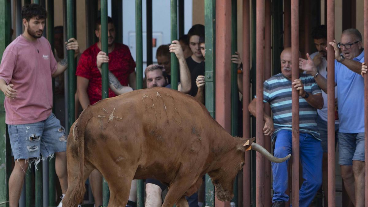 Bous al carrer en Morvedre.