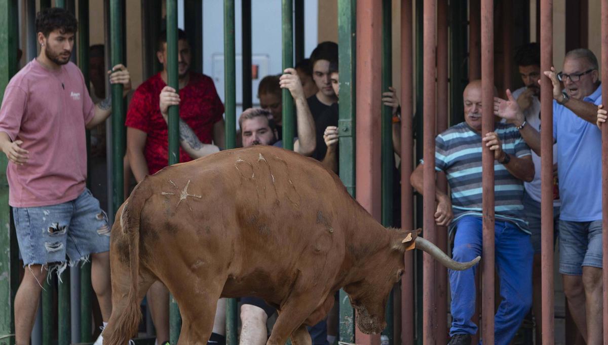 Bous al carrer en Morvedre.