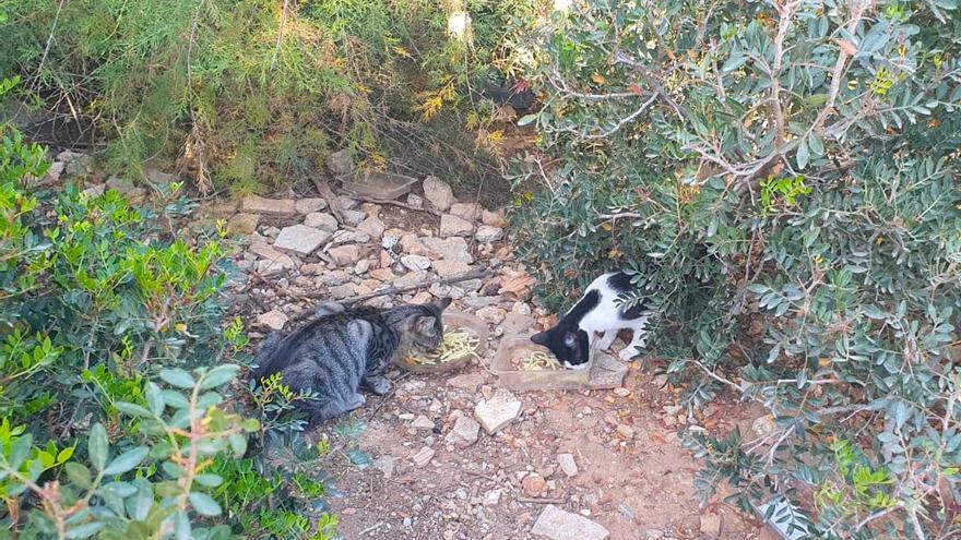 Manacor pide no dar de comer ni tocar a los gatos callejeros por riesgo de tiña