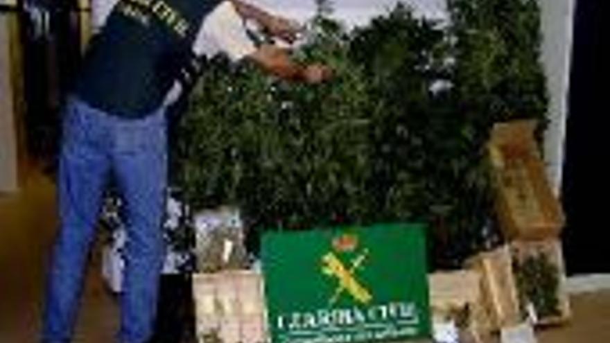La Guardia Civil descubre dos plantaciones de droga