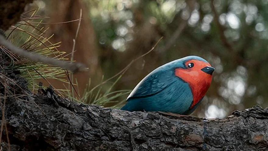 Las Pirámides de Güímar inauguran el "Sendero de Aves" para fomentar la educación ambiental en Tenerife