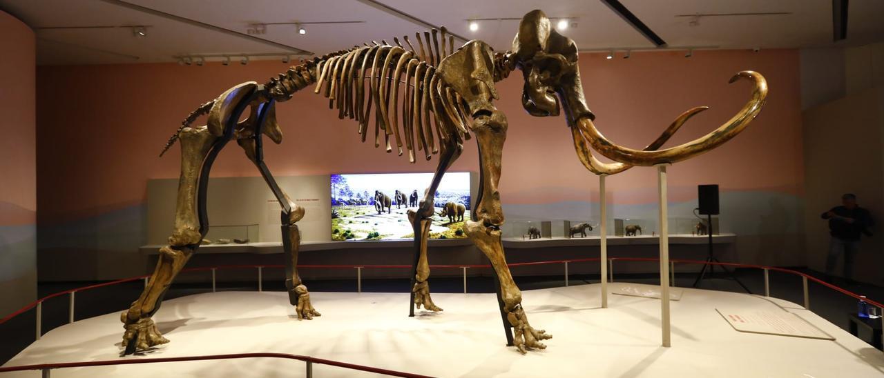 La estrella de la exposición es este esqueleto real de un mamut lanudo.