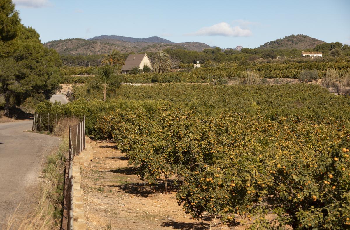 Terrenos para un parque fotovoltaico de Renovalia en Sagunt.