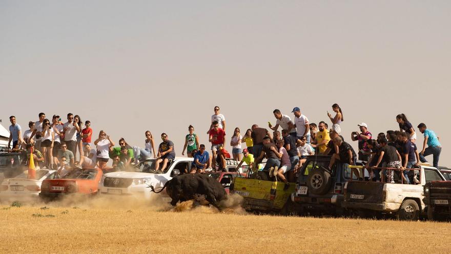 Un coche atropella a un toro al terminar un encierro campero en Zamora