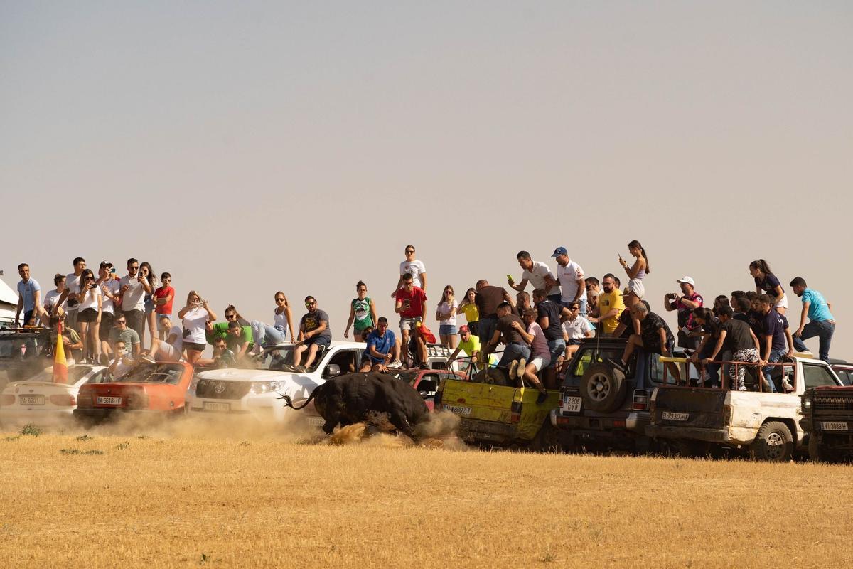 Una imagen del encierro campero de Villalpando.