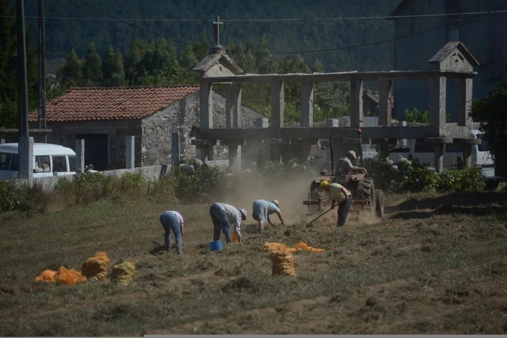 Meis recoge sus patatas solidarias