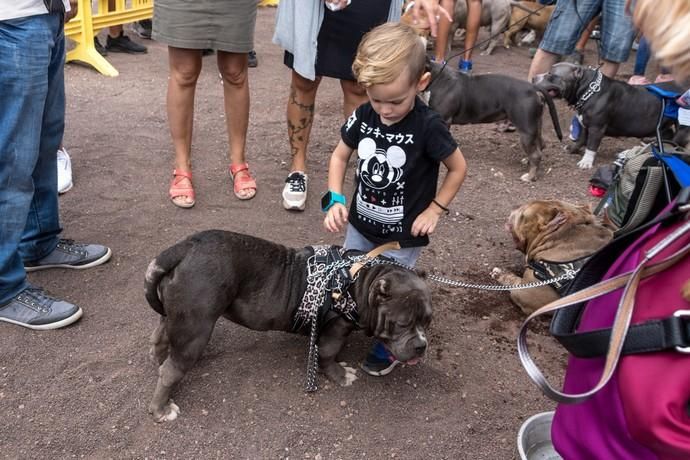 II Feria de Mascotas en Maspalomas