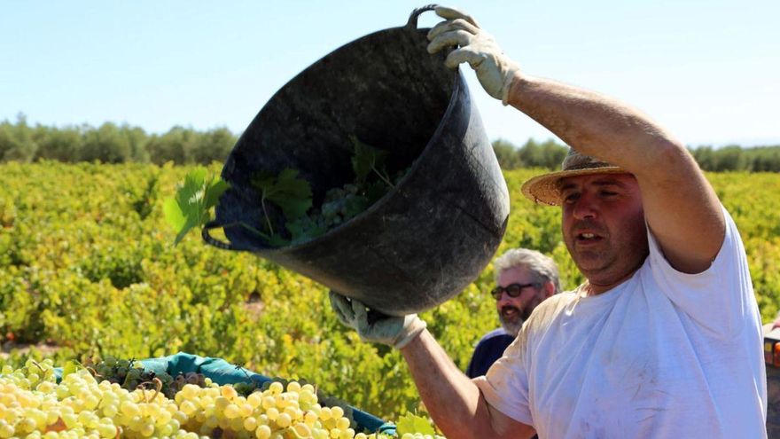 Un jornalero descarga en un remolque varios racimos de uvas de la variedad Pedro Ximénez.