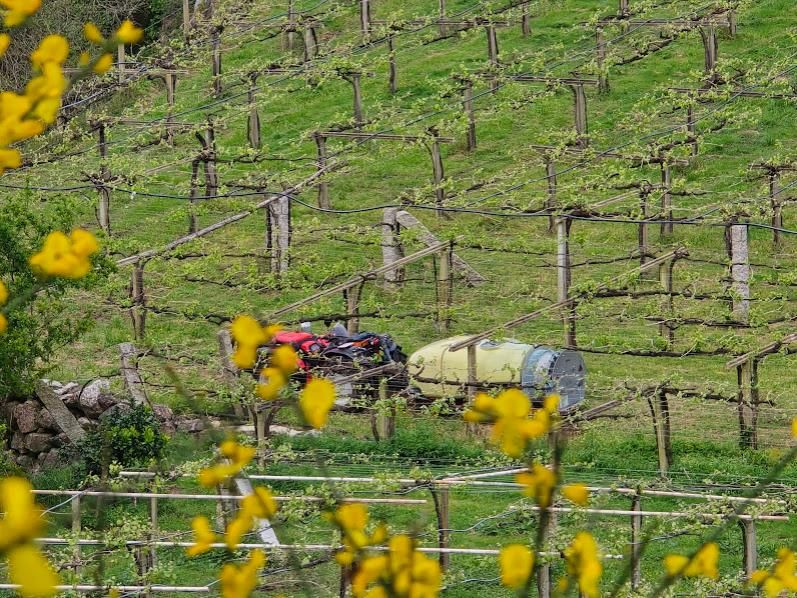 Los viticultores ya se emplean a fondo para luchar contra el mildiu.